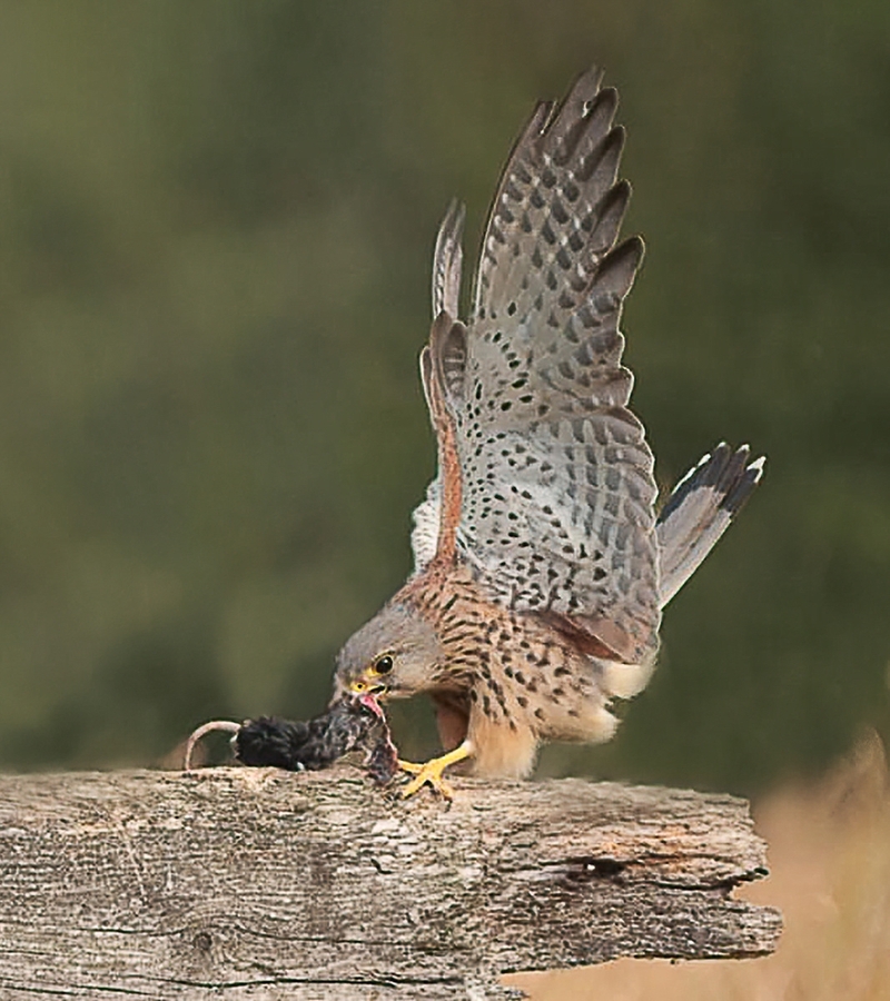 Juvenile Kestrel with Prey - Ellen Bell
